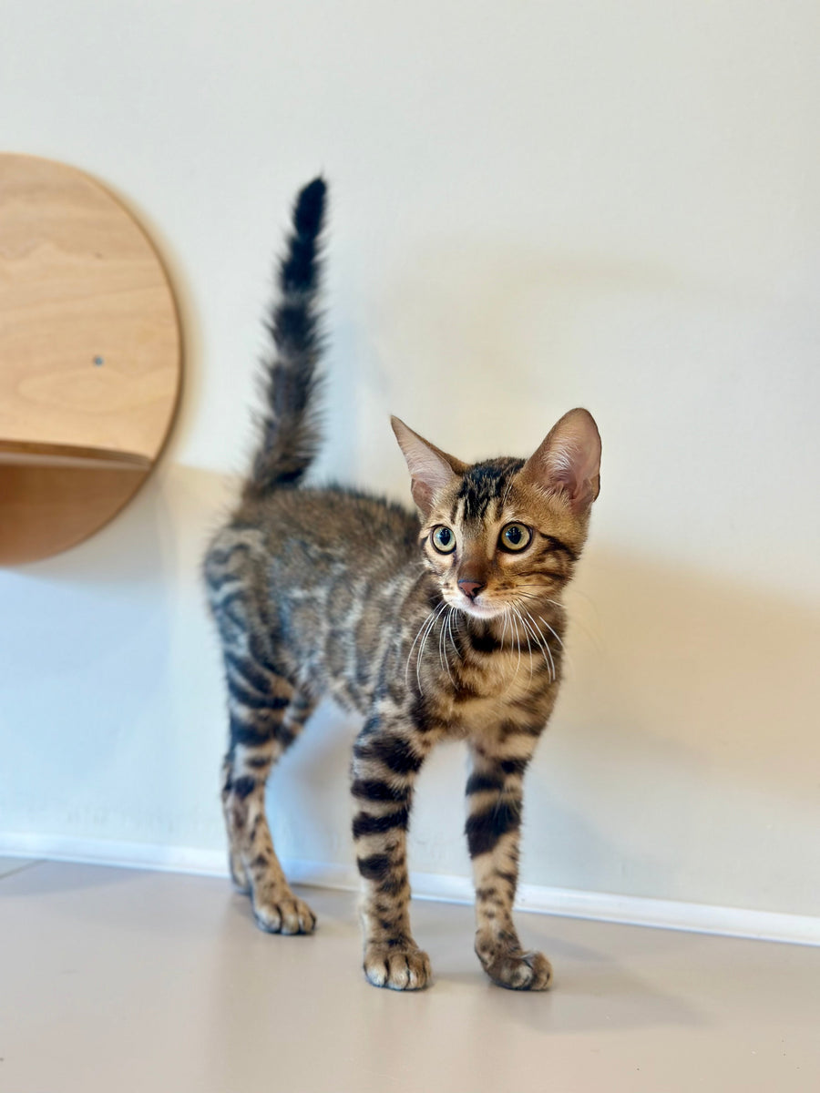 Baron Bengal male black spotted tabby - live animals