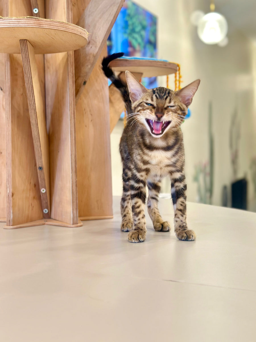 Baron Bengal male black spotted tabby - live animals