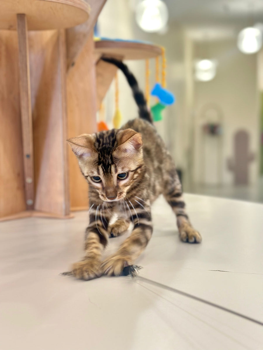Baron Bengal male black spotted tabby - live animals