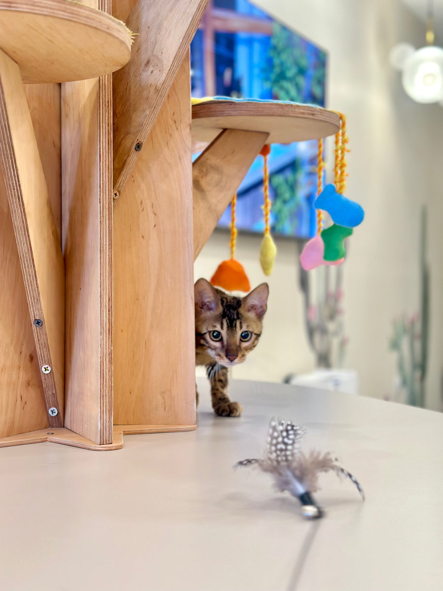 Baron Bengal male black spotted tabby - live animals
