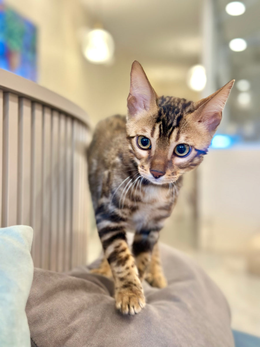 Baron Bengal male black spotted tabby - live animals