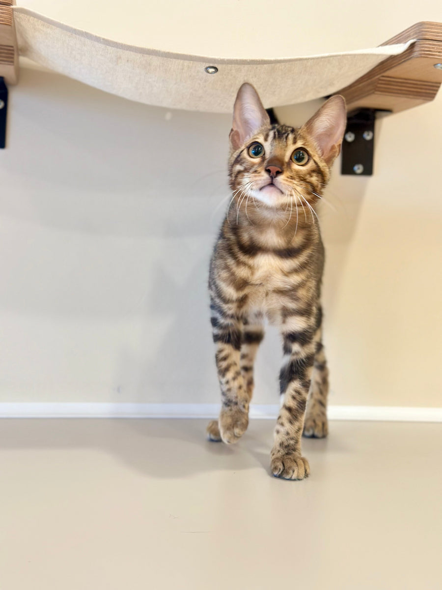 Baron Bengal male black spotted tabby - live animals