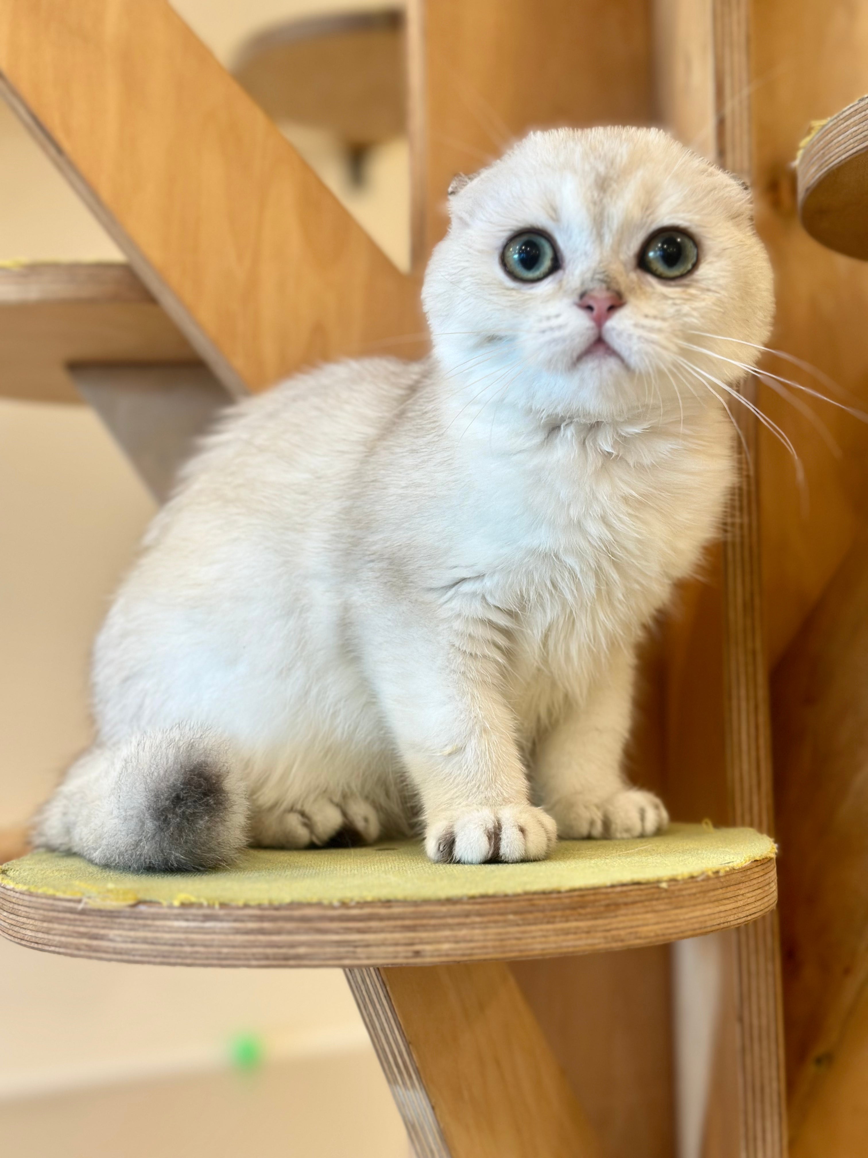 Eva Scottish Fold female, black golden pointed