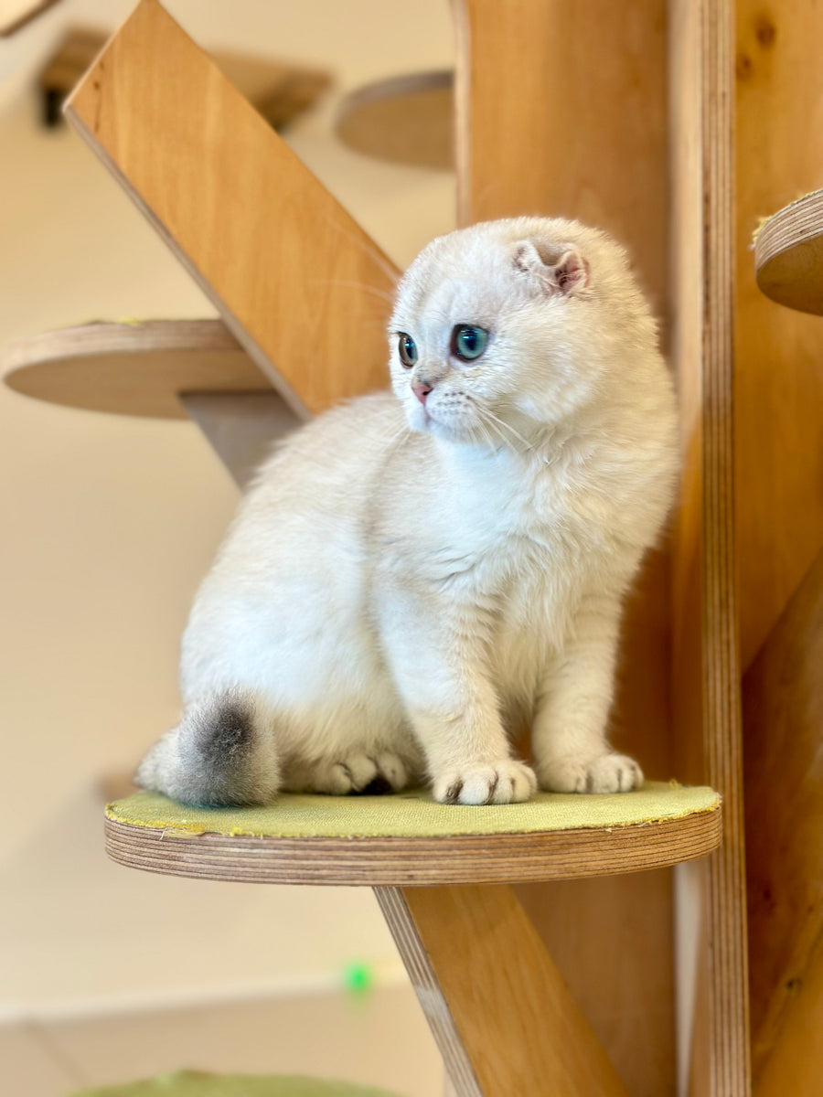 Eva Scottish Fold female black golden pointed - live animals