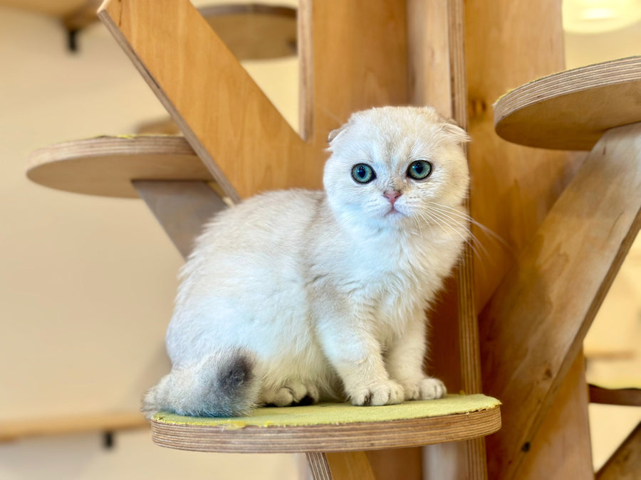 Eva Scottish Fold female black golden pointed - live animals