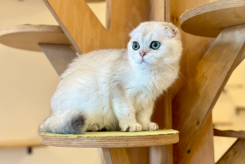 Eva Scottish Fold female, black golden pointed