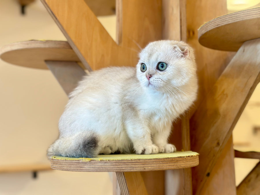 Eva Scottish Fold female black golden pointed - live animals