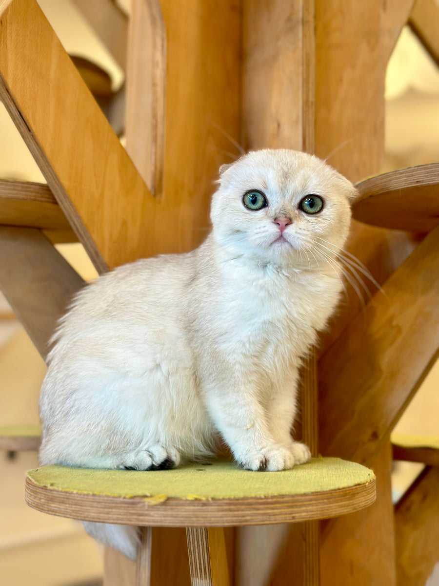Eva Scottish Fold female black golden pointed - live animals