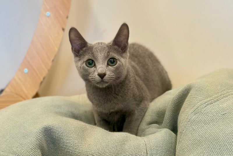 Oggy Russian Blue male, blue