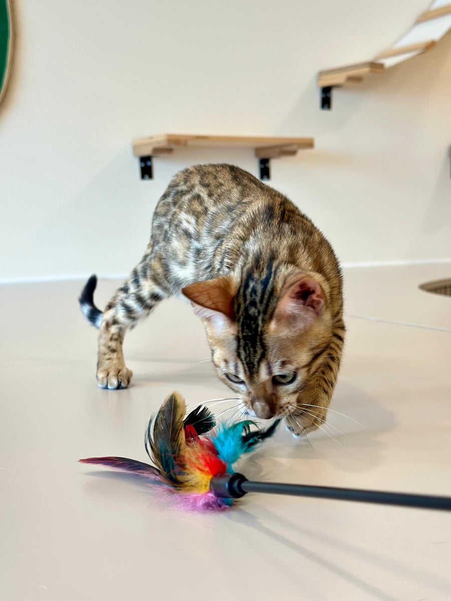 Archie Bengal male black spotted tabby - live animals