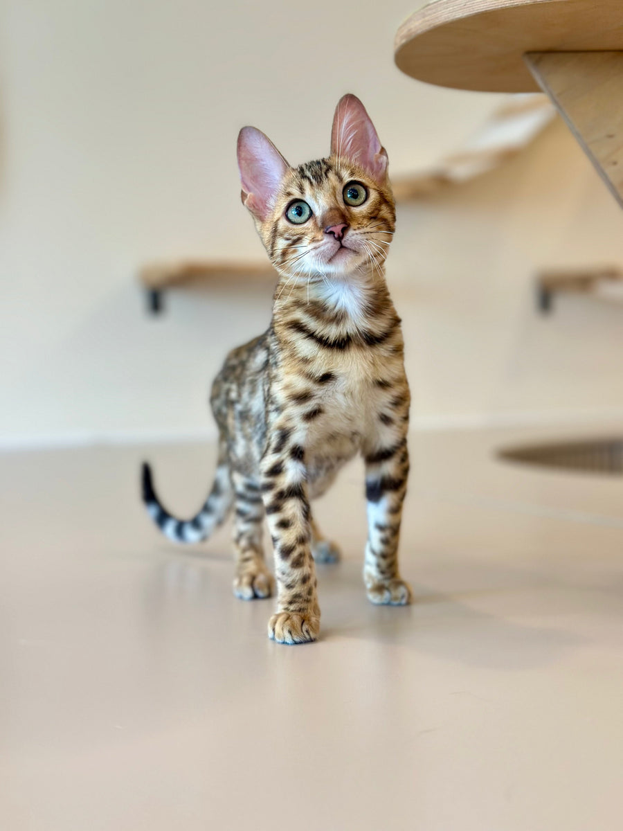 Archie Bengal male black spotted tabby - live animals