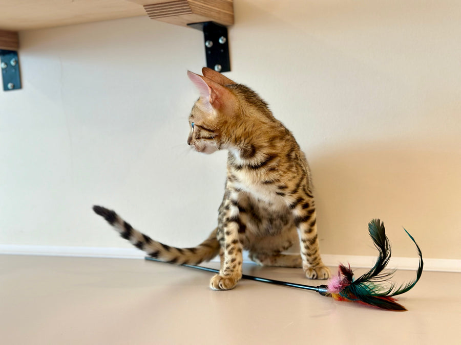 Archie Bengal male black spotted tabby - live animals