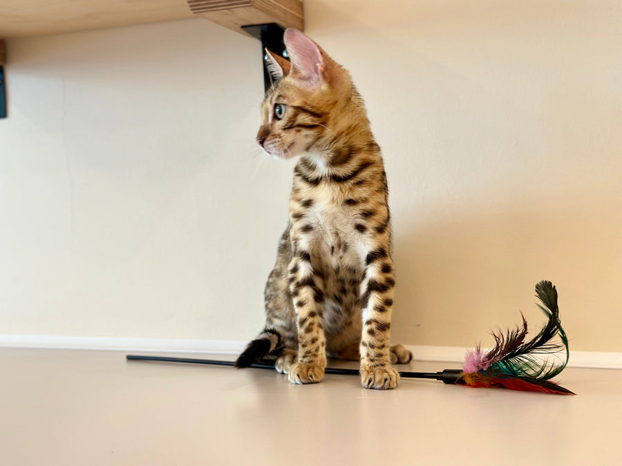 Archie Bengal male black spotted tabby - live animals