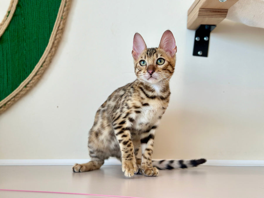 Archie Bengal male black spotted tabby - live animals