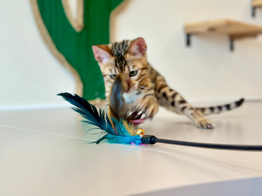 Archie Bengal male black spotted tabby - live animals