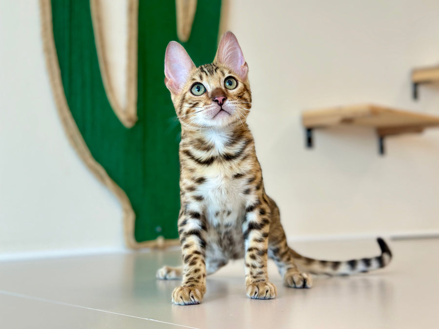 Archie Bengal male black spotted tabby - live animals