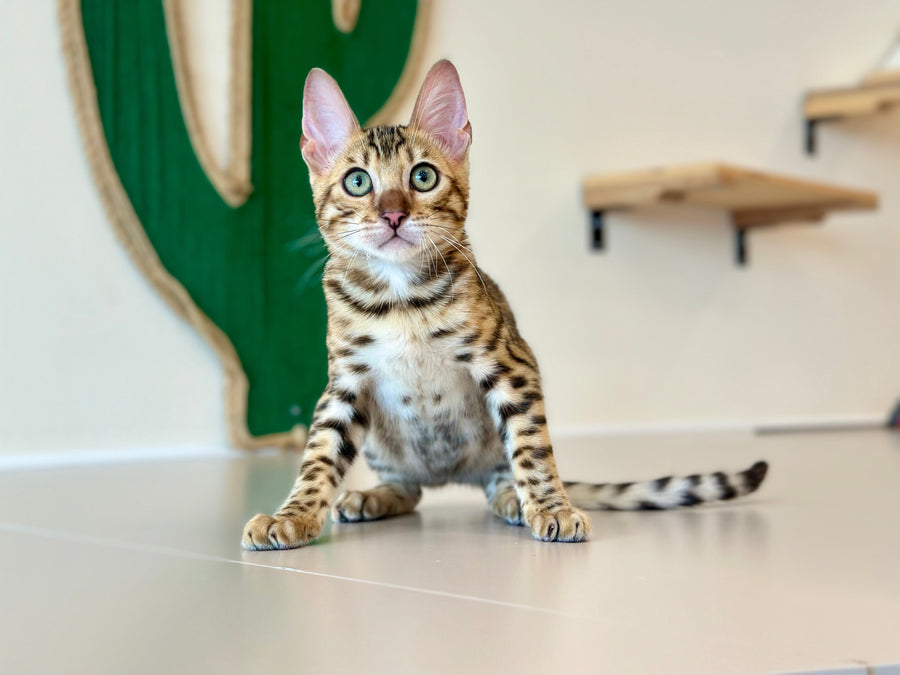Archie Bengal male black spotted tabby - live animals