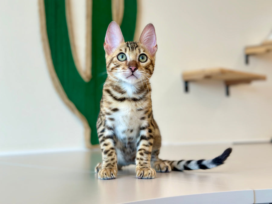 Archie Bengal male black spotted tabby - live animals