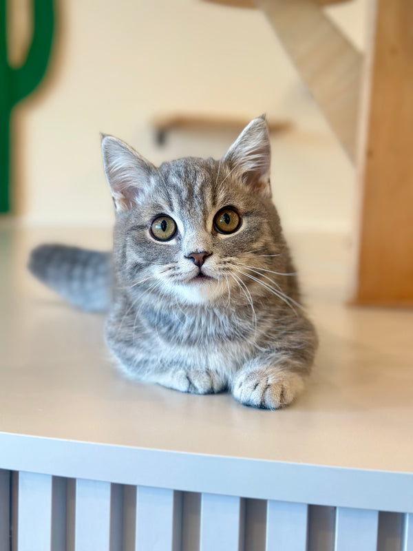 Yuri Munchkin male, blue spotted tabby