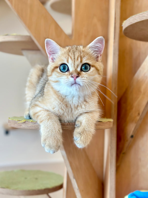 Cosmos British Shorthair male, black golden spotted tabby