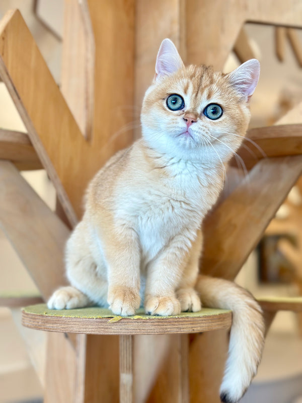 Olala British Shorthair female, black golden chinchilla