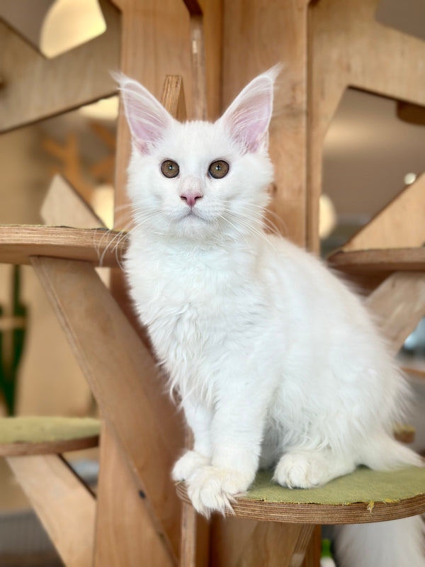 White Angel Maine Coon male, white