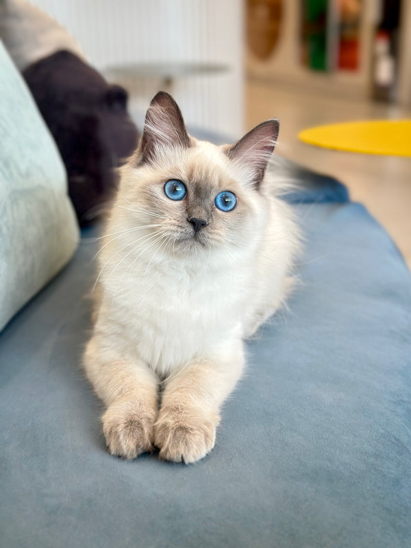 Agasha Siberian female, blue pointed