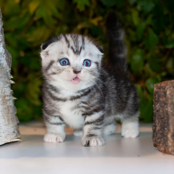 Bingo Munchkin male, black silver tabby