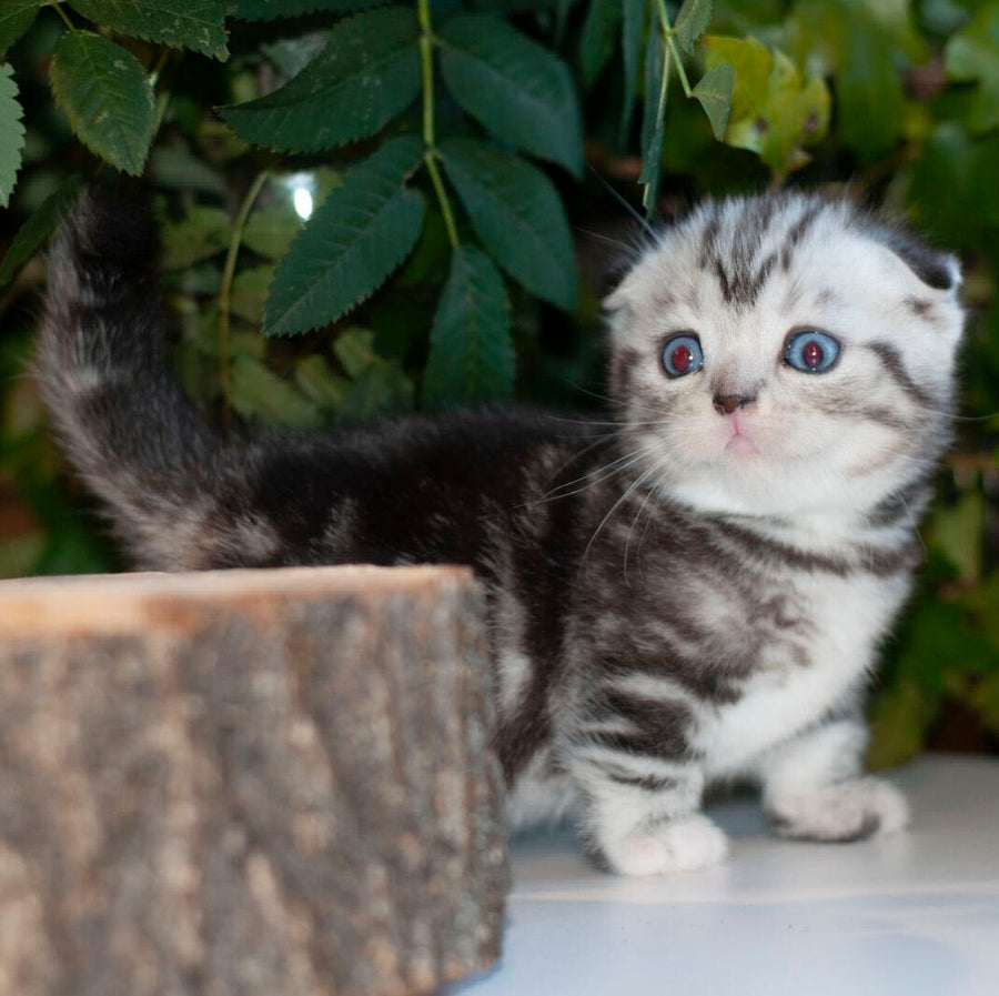 Bingo Munchkin male, black silver tabby