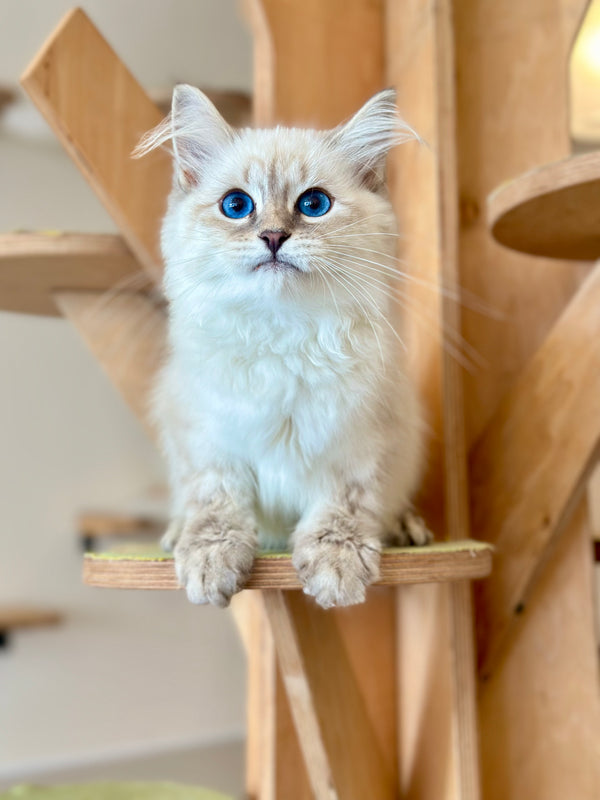 Max Siberian male, blue pointed