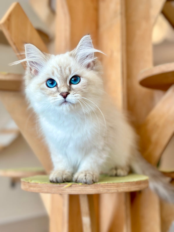 Mary Siberian female, blue pointed