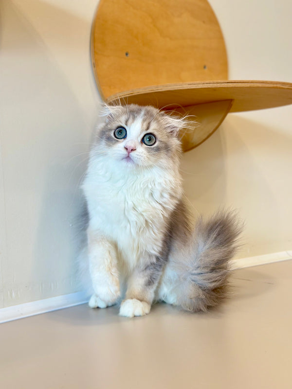 Freya Scottish Fold female, blue tortie golden shaded bicolour