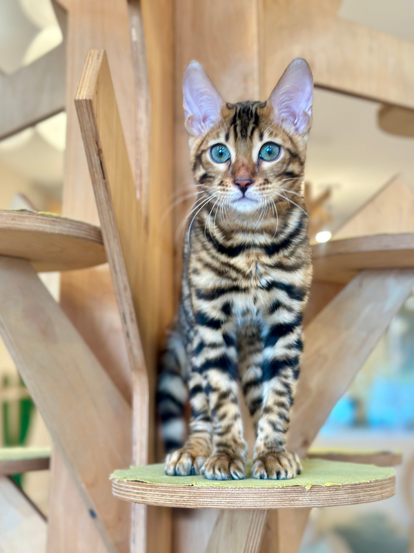 King Bengal male, black spotted tabby