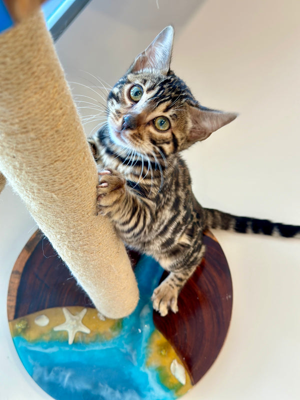 Waneta Bengal female, black spotted tabby