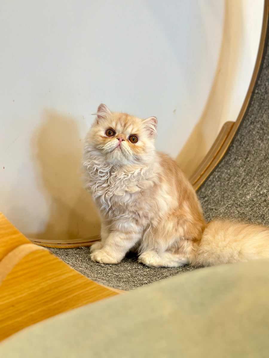 Charles Persian male, red silver tabby