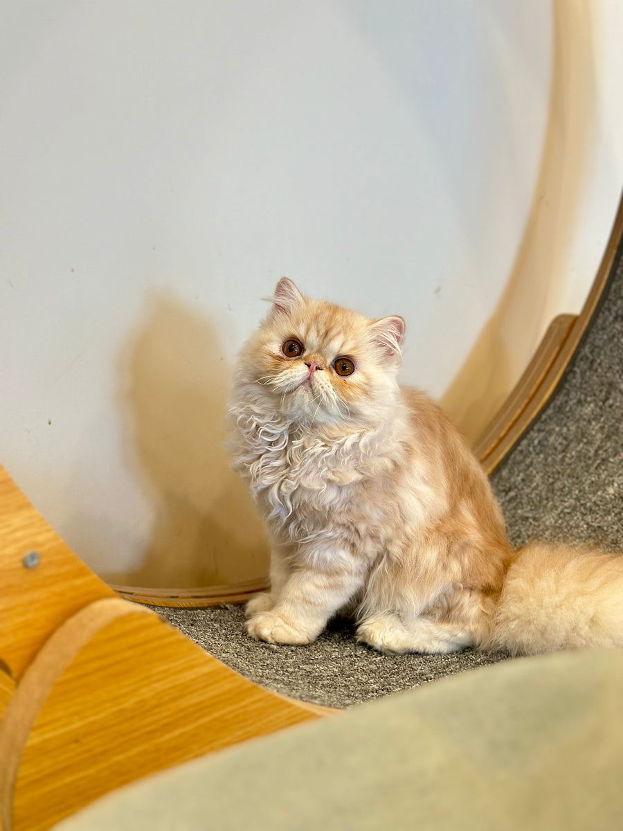 Charles Persian male, red silver tabby