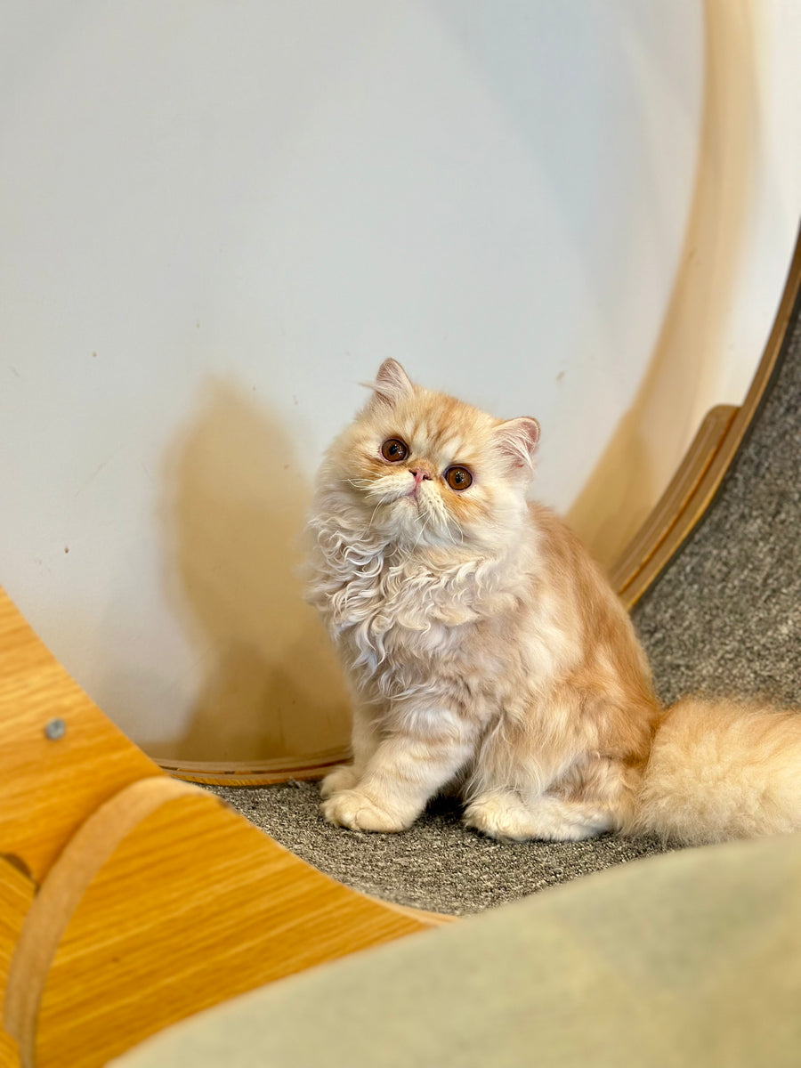 Charles Persian male, red silver tabby