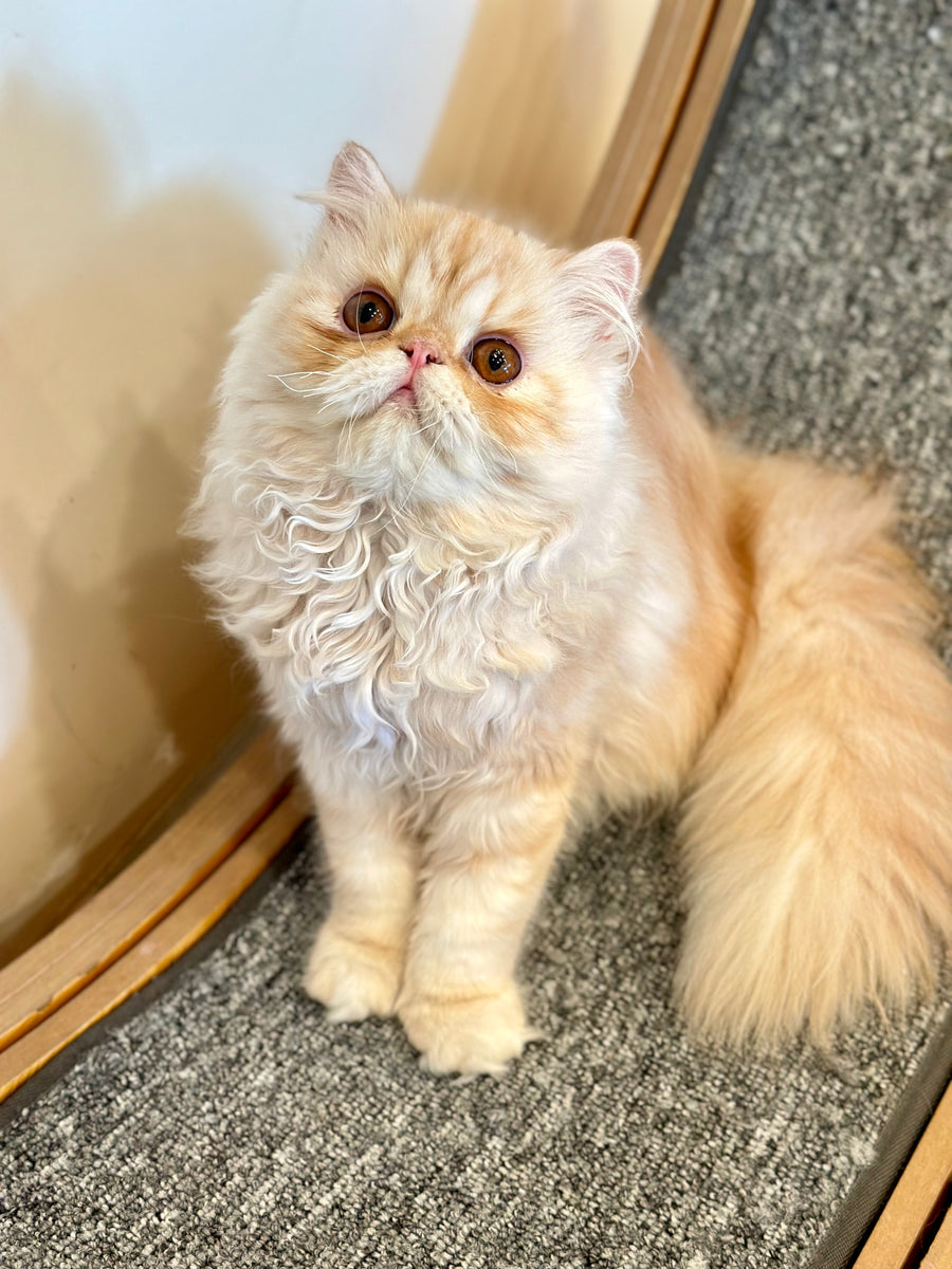 Charles Persian male, red silver tabby