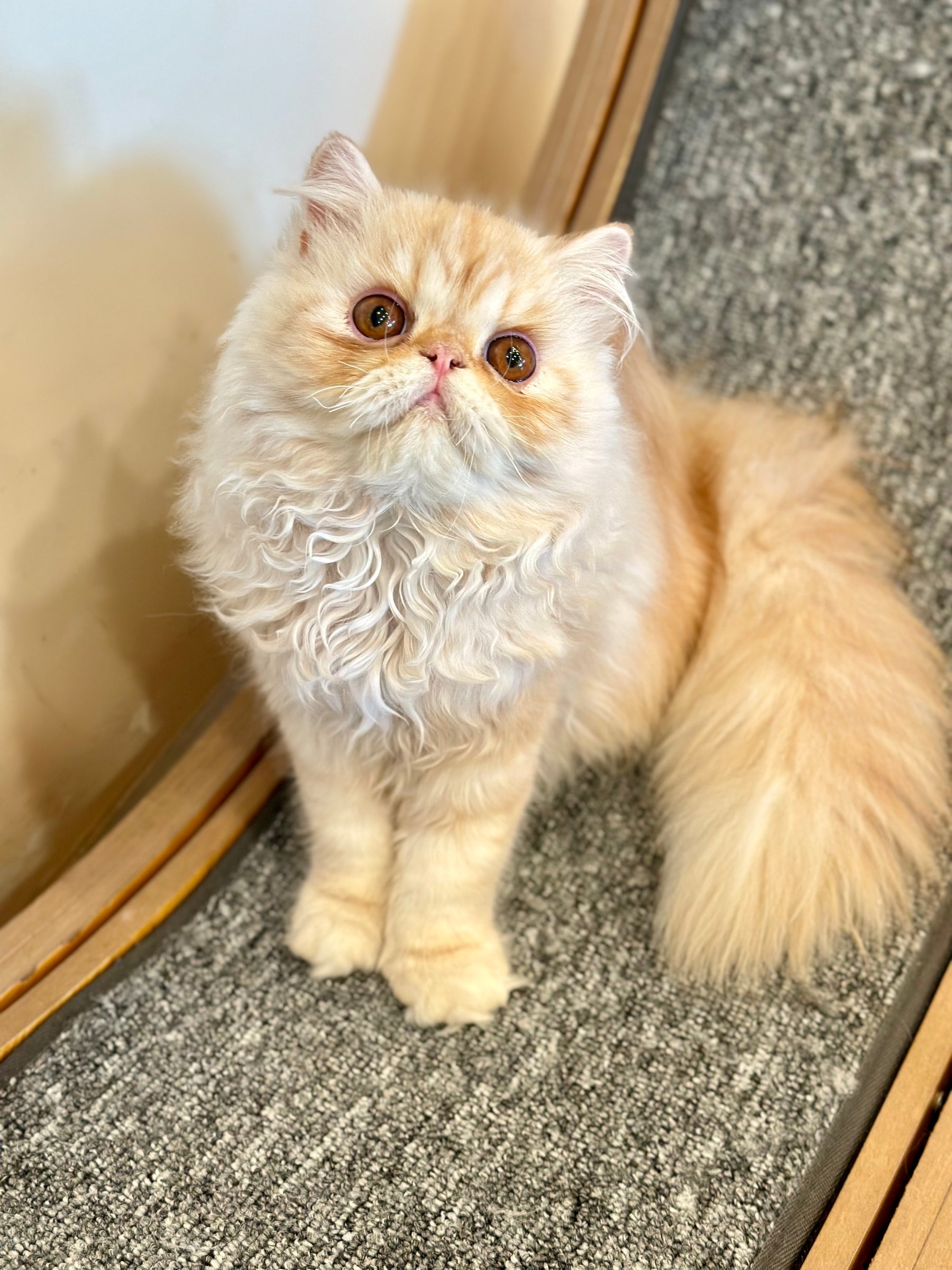 Charles Persian male, red silver tabby