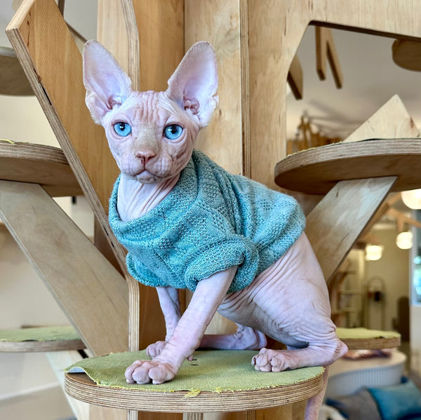 Pluto Canadian Sphynx male, cream pointed
