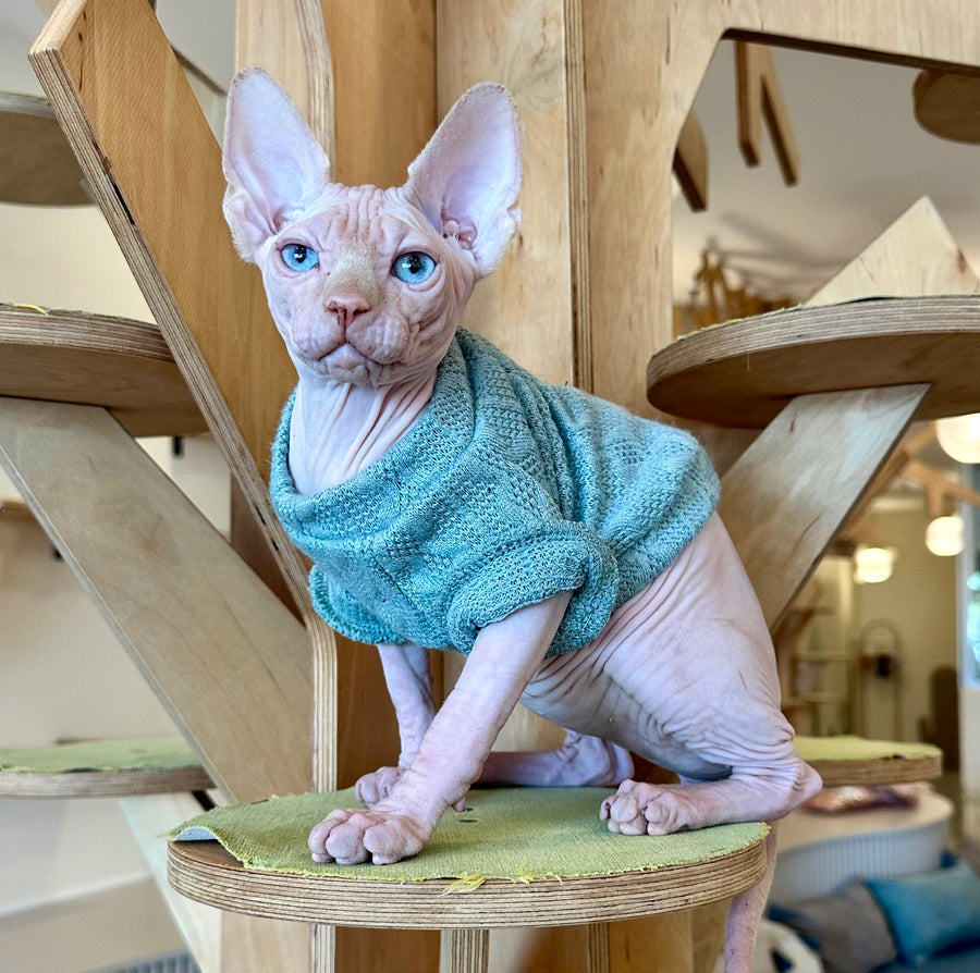 Pluto Canadian Sphynx male, cream pointed