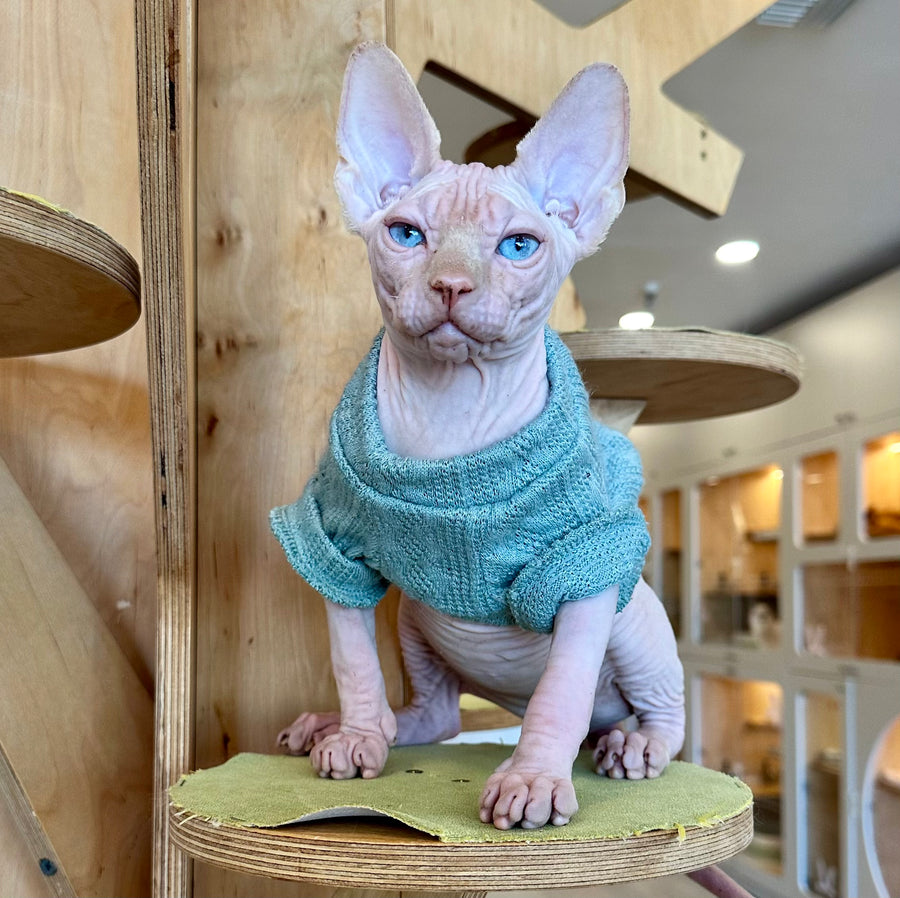 Pluto Canadian Sphynx male, cream pointed