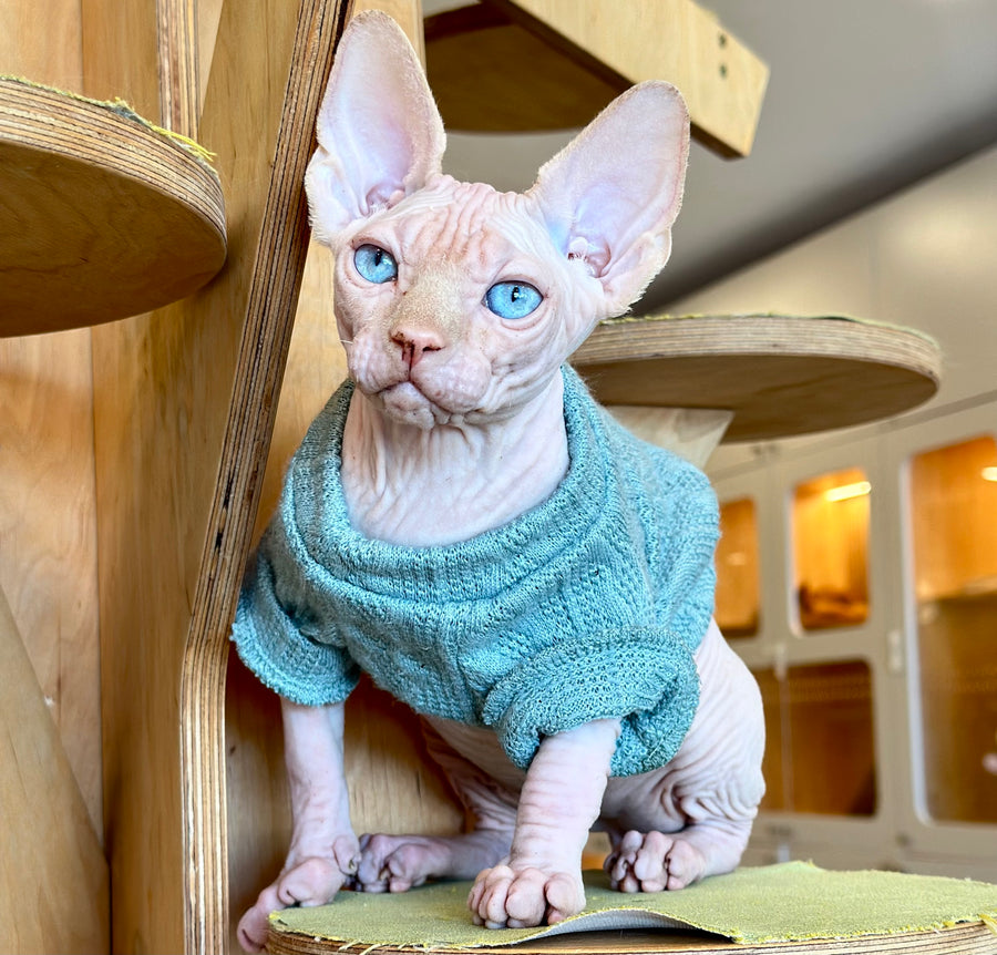 Pluto Canadian Sphynx male, cream pointed