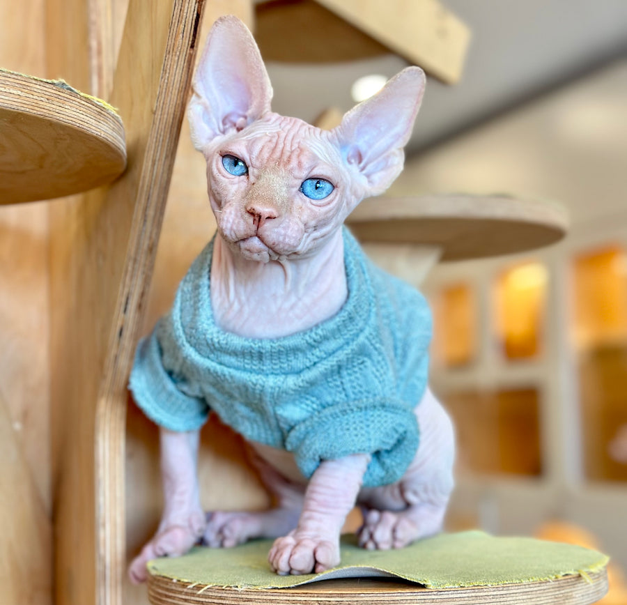 Pluto Canadian Sphynx male, cream pointed