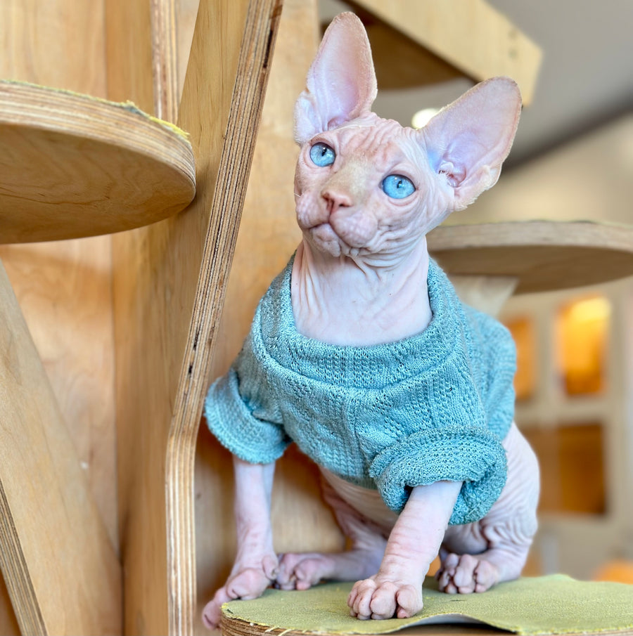 Pluto Canadian Sphynx male, cream pointed