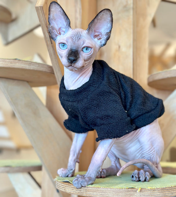Venera Canadian Sphynx female, tortie seal pointed