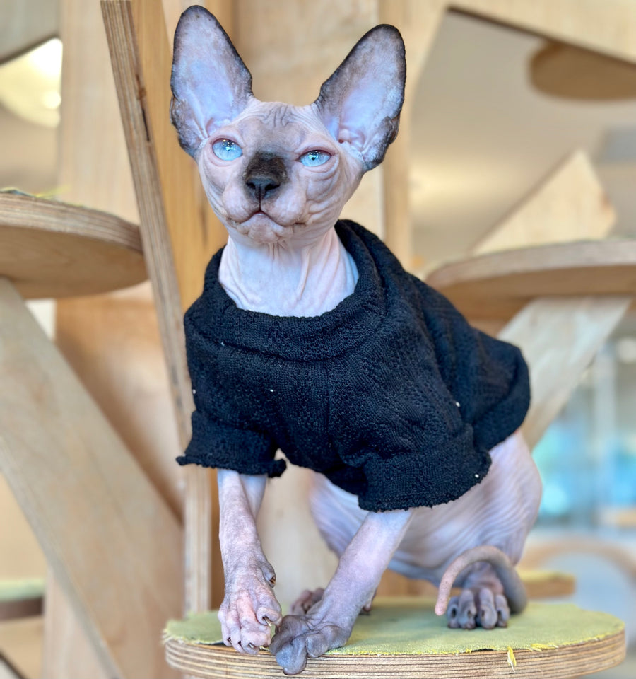 Venera Canadian Sphynx female, tortie seal pointed