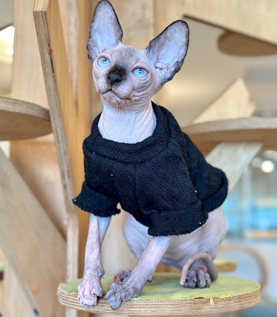 Venera Canadian Sphynx female, tortie seal pointed