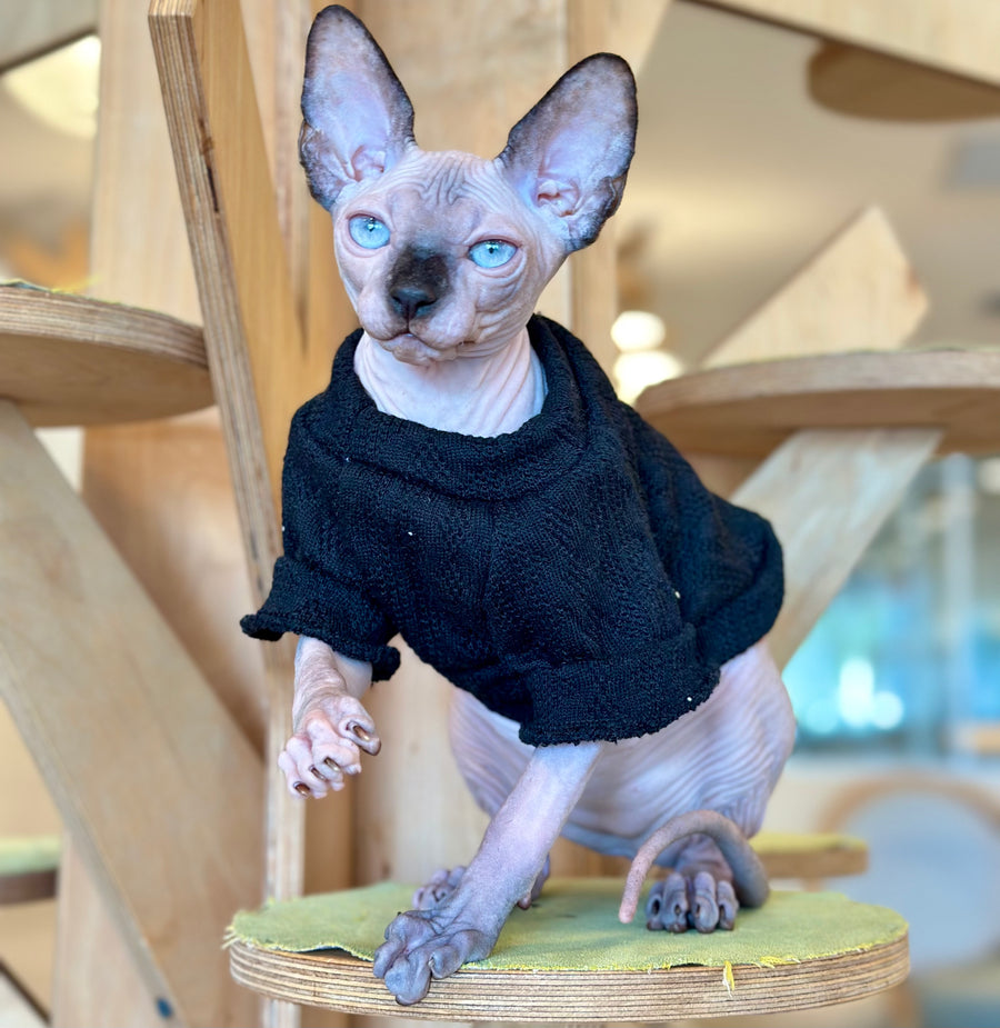 Venera Canadian Sphynx female, tortie seal pointed