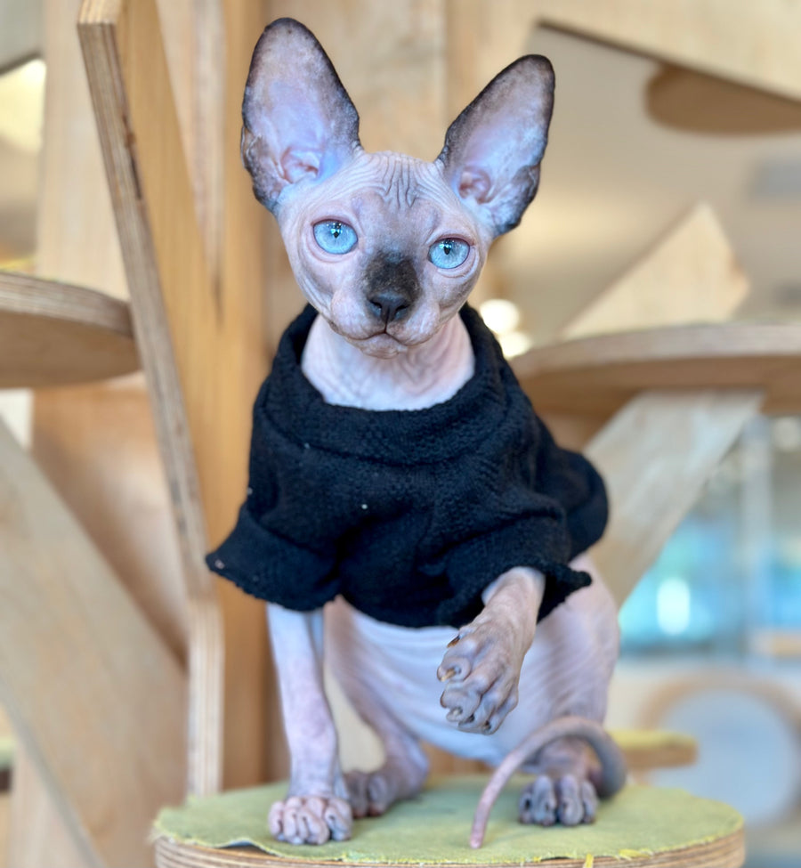 Venera Canadian Sphynx female, tortie seal pointed